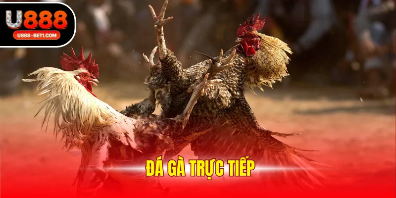 Đá gà trực tiếp